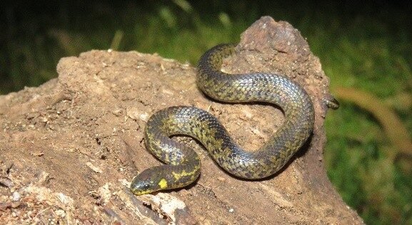 INGEDISA