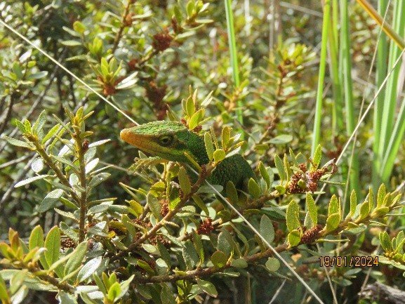 INGEDISA