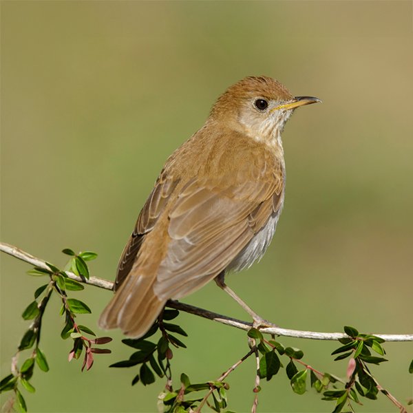 ENEL-Catharus_fuscescens_thumbnail_cuadrado