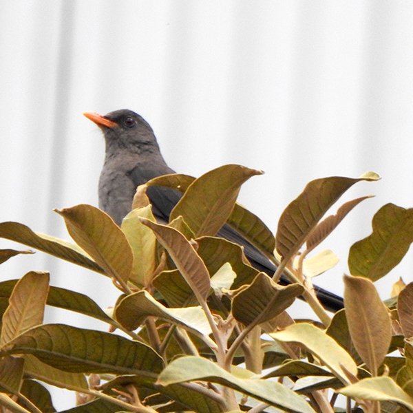 ENEL-Turdus_fuscater-thumbnail_cuadrado