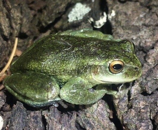 INGEDISA