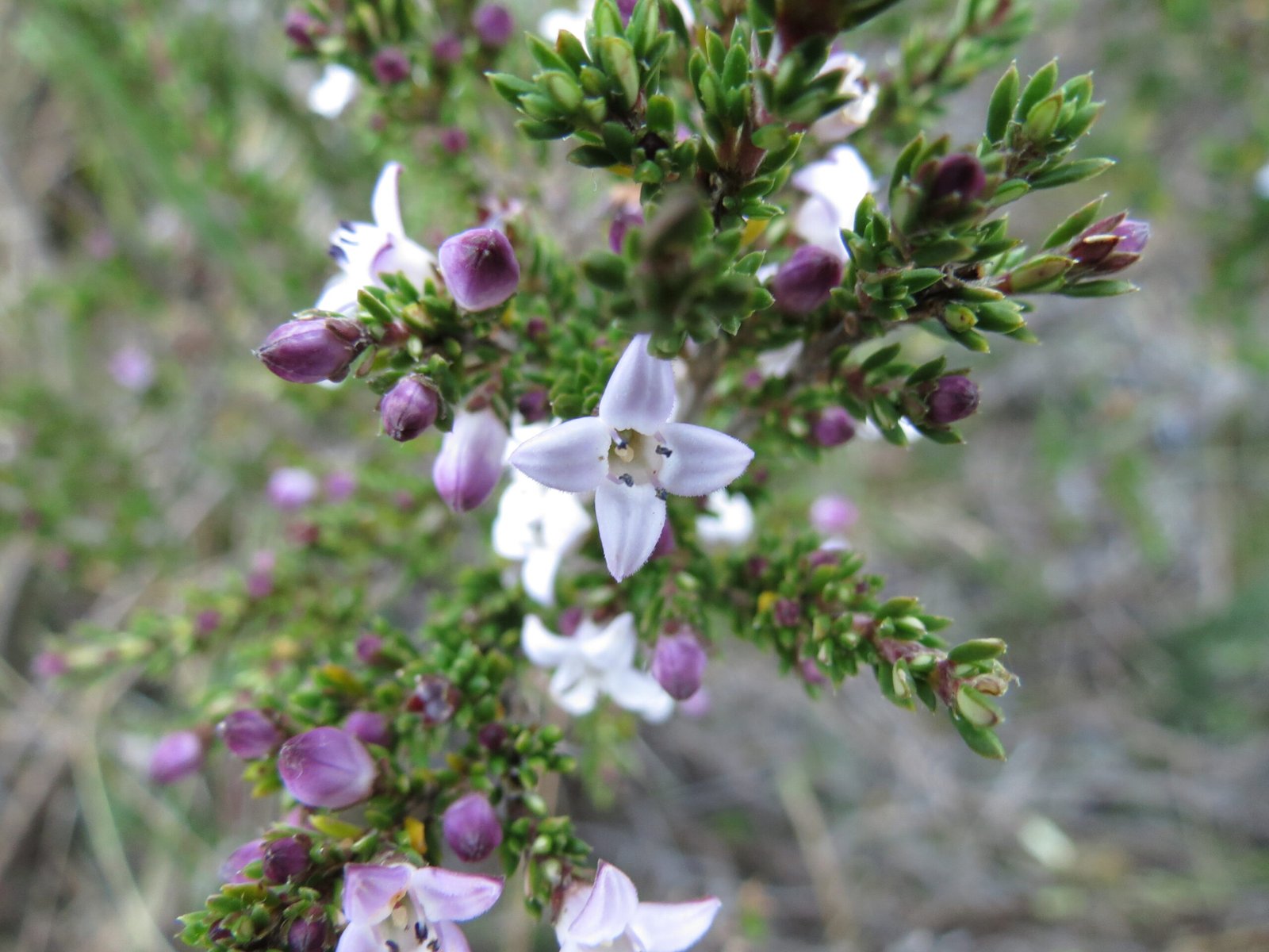 01_Arcytophyllum nitidum