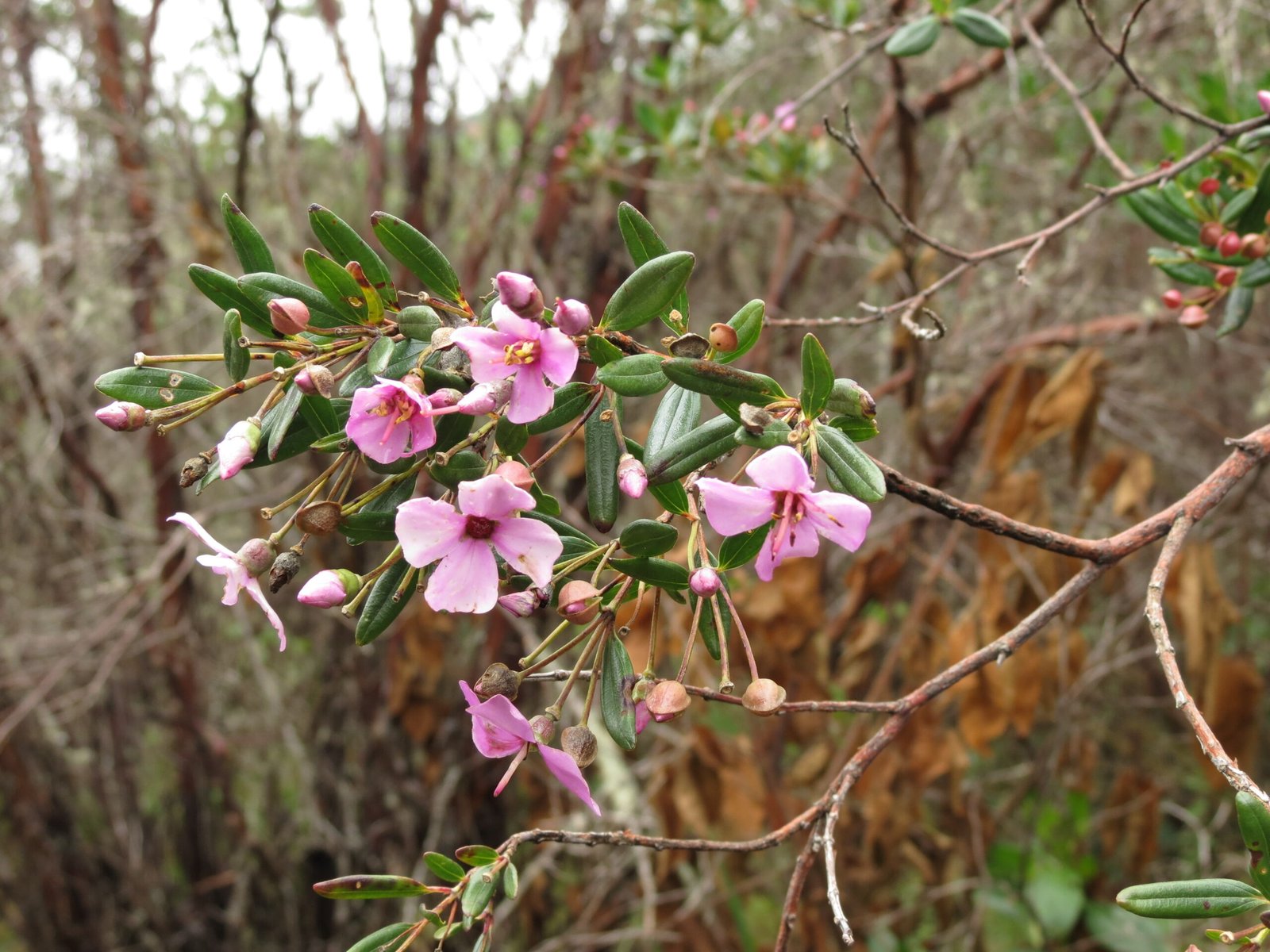 02_Bucquetia glutinosa