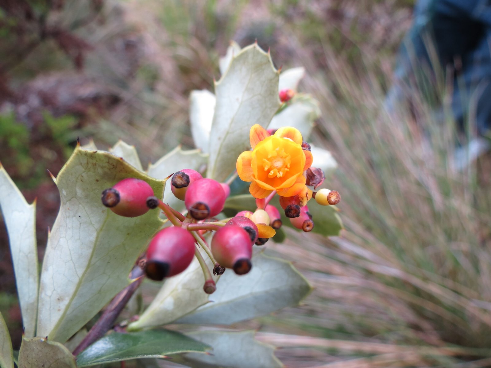 03_Berberis goudotii