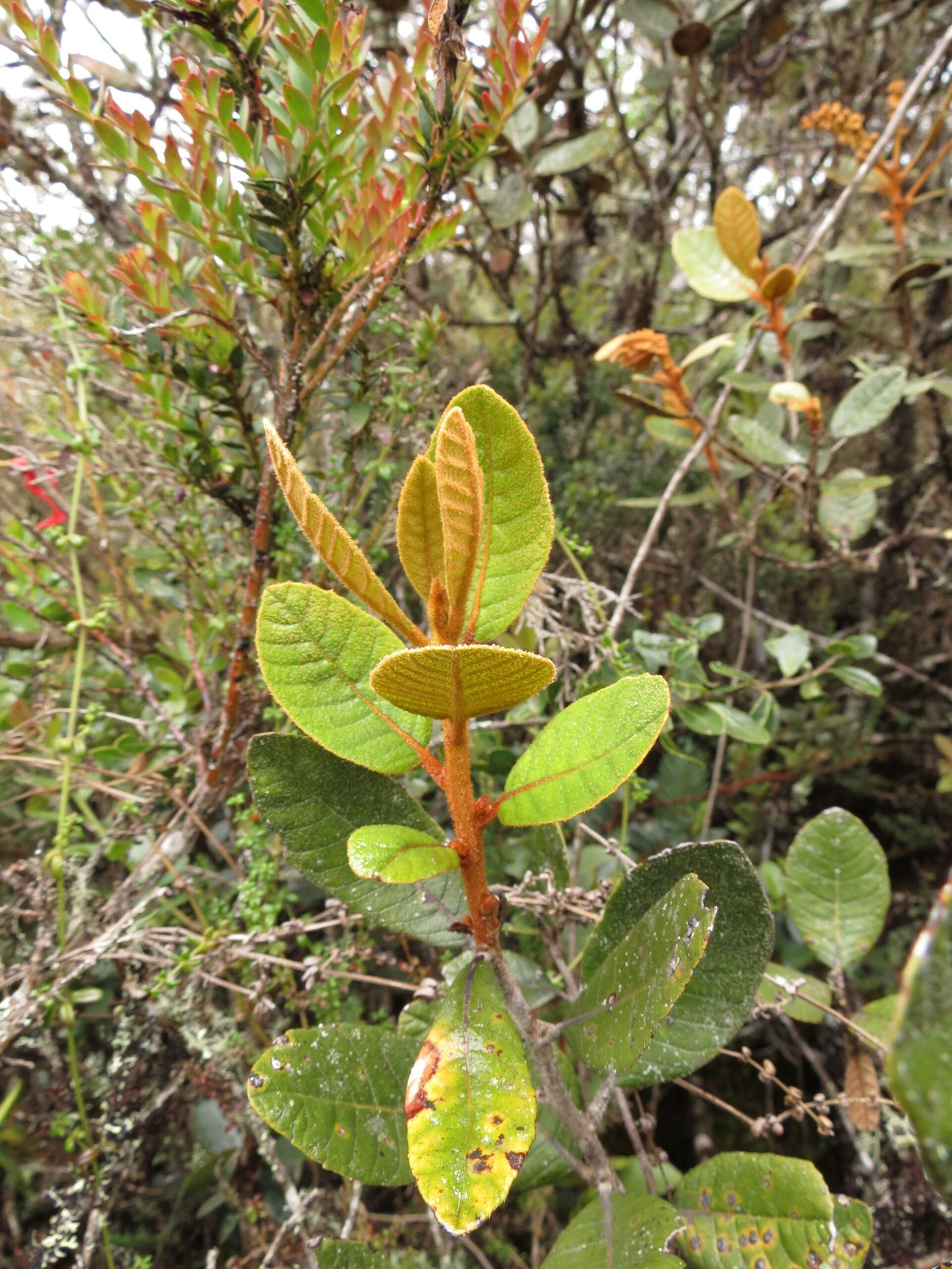 04_Clethra fimbriata