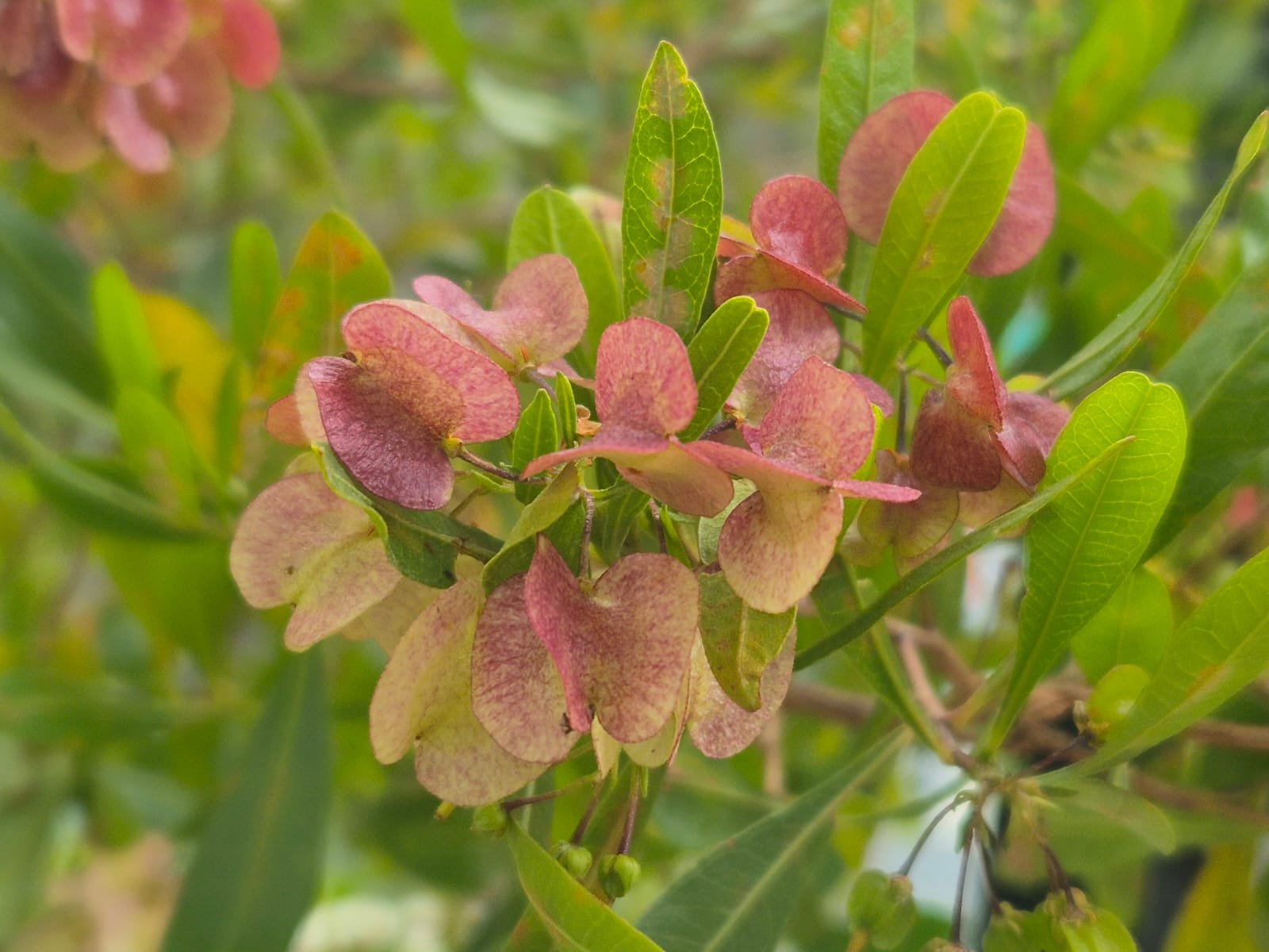 05_Dodonaea viscosa