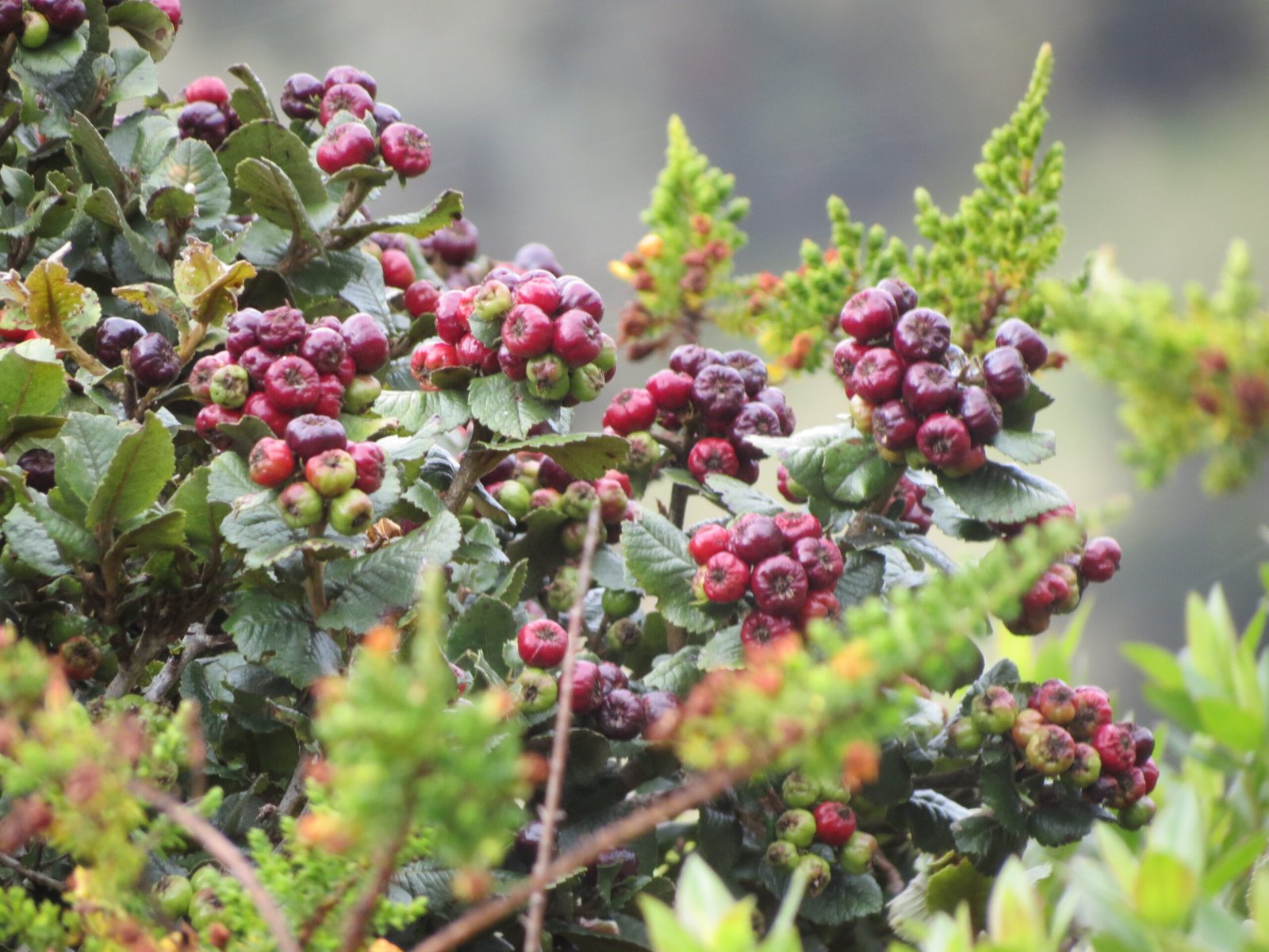 06_Hesperomeles goudotiana