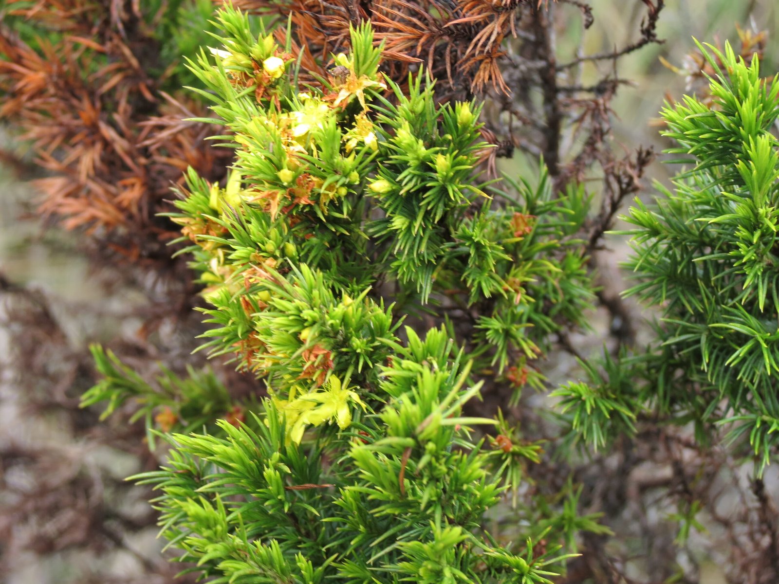 07_Hypericum juniperinum