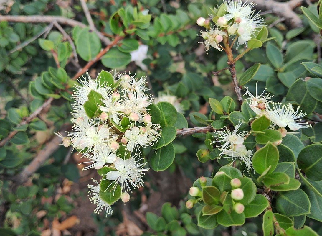 08_Myrcianthes leucoxyla