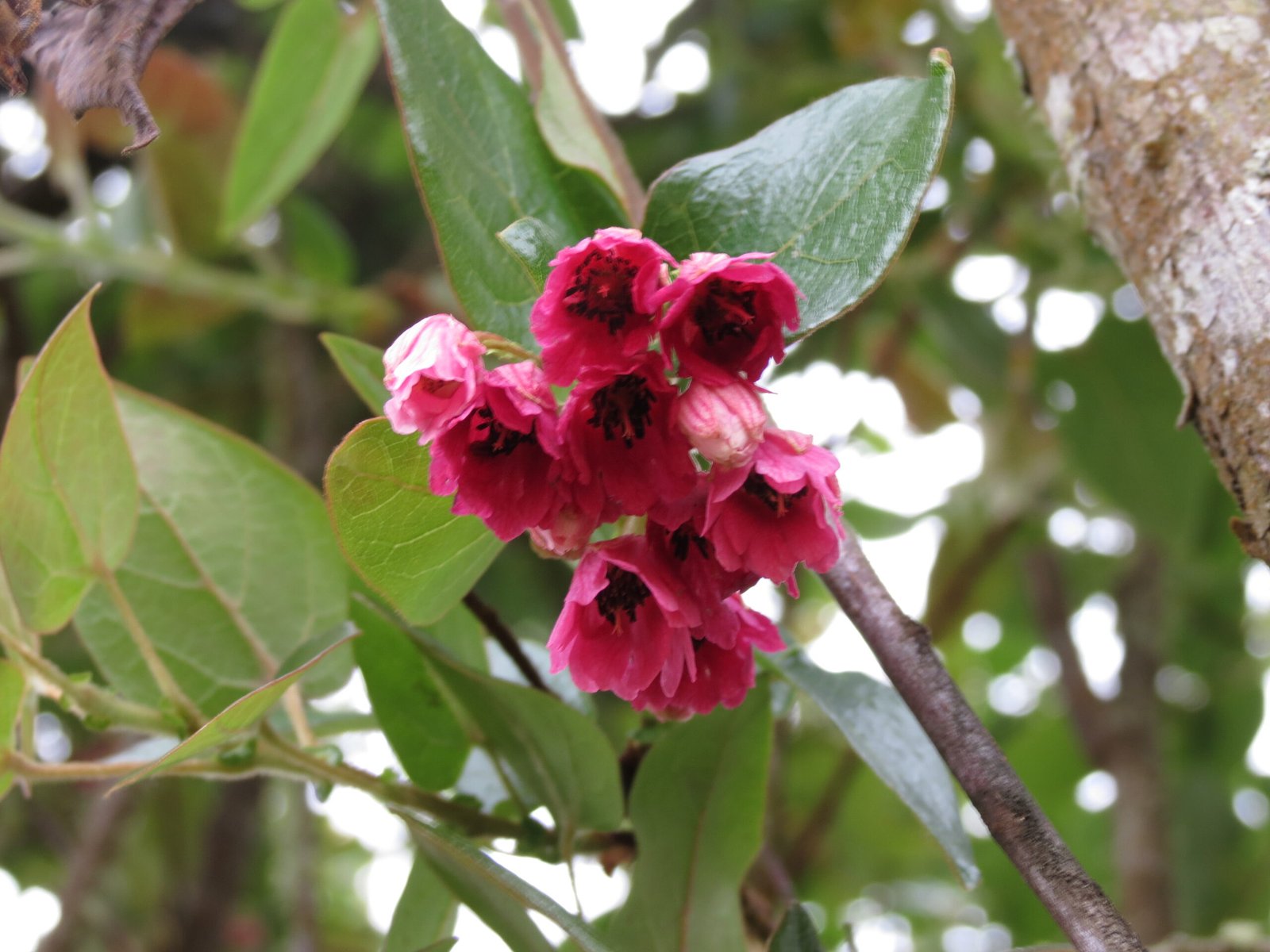 11_Vallea stipularis