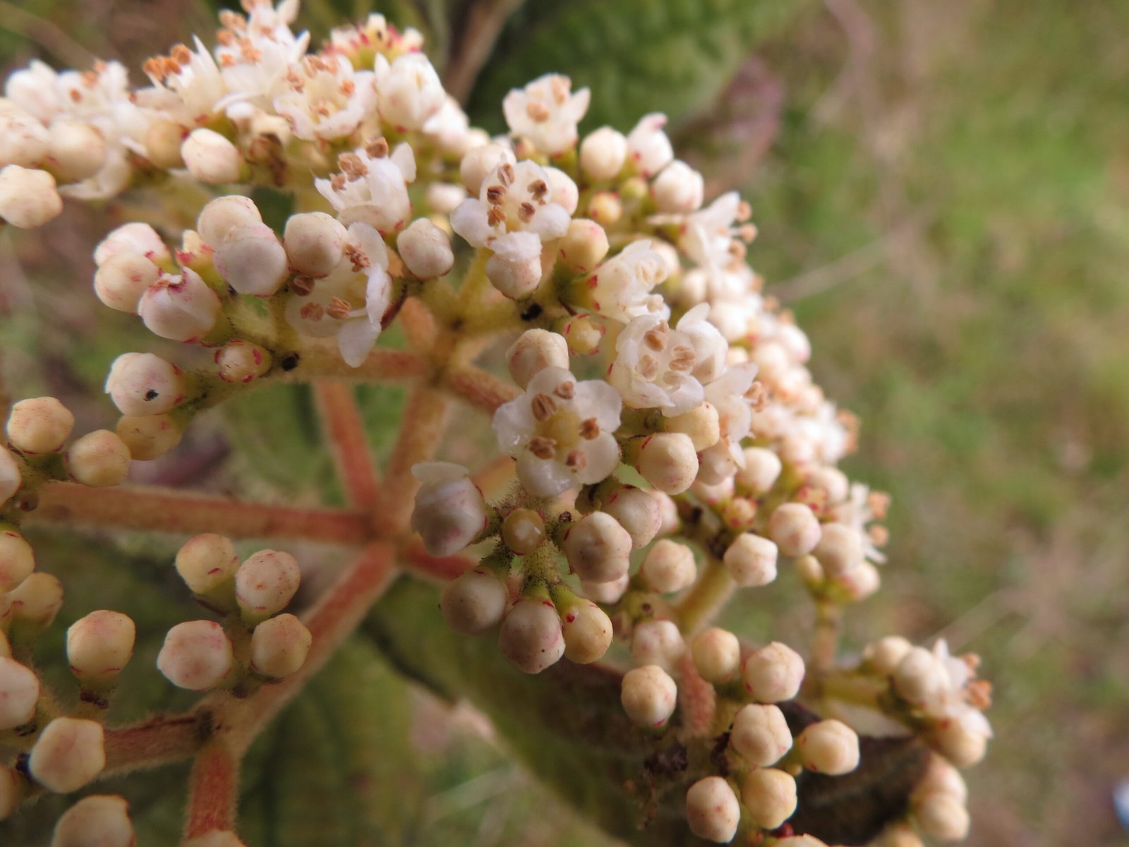 12_Viburnum tinoides