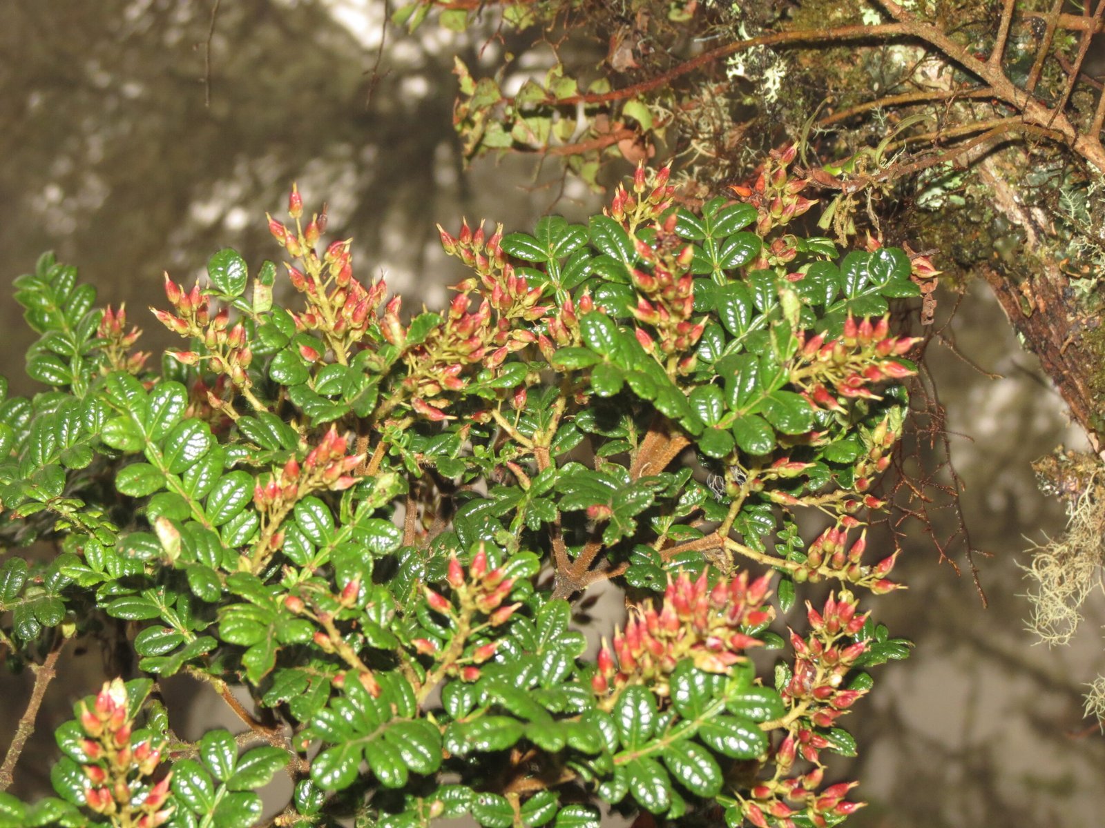 13_Weinmannia tomentosa