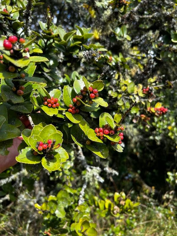 14_Xylosma spiculifera