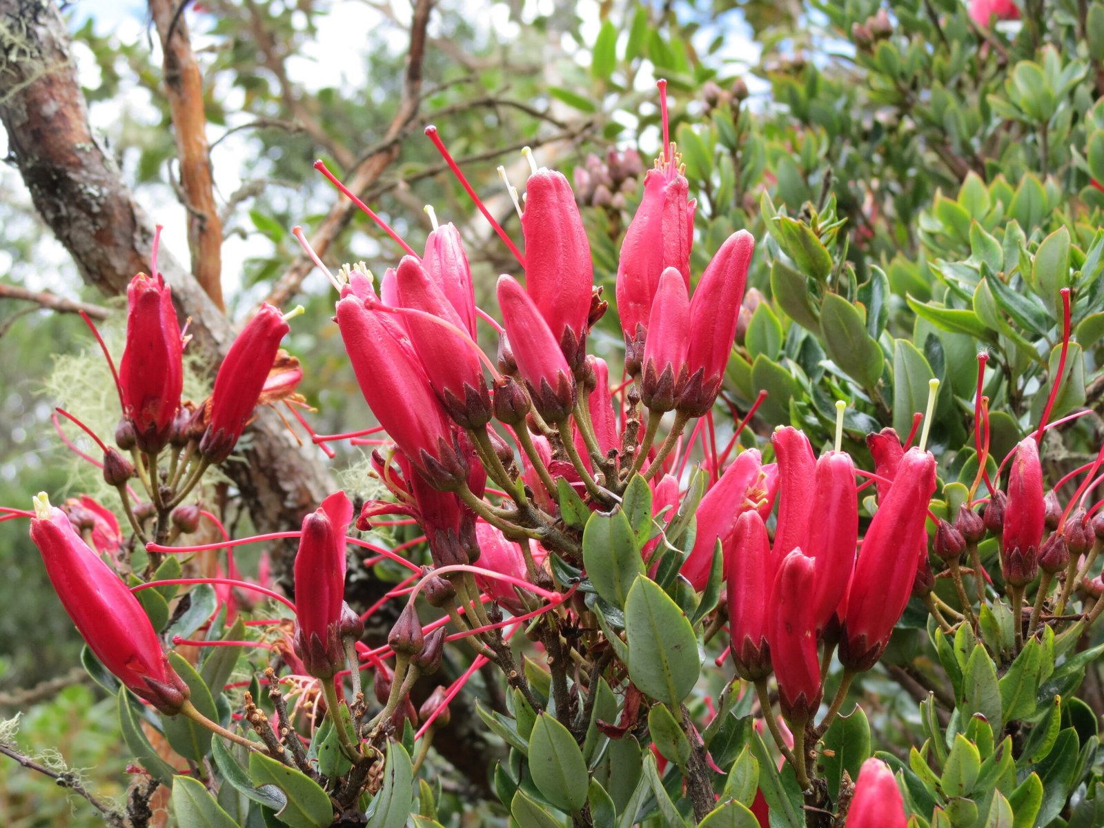 15_Bejaria resinosa
