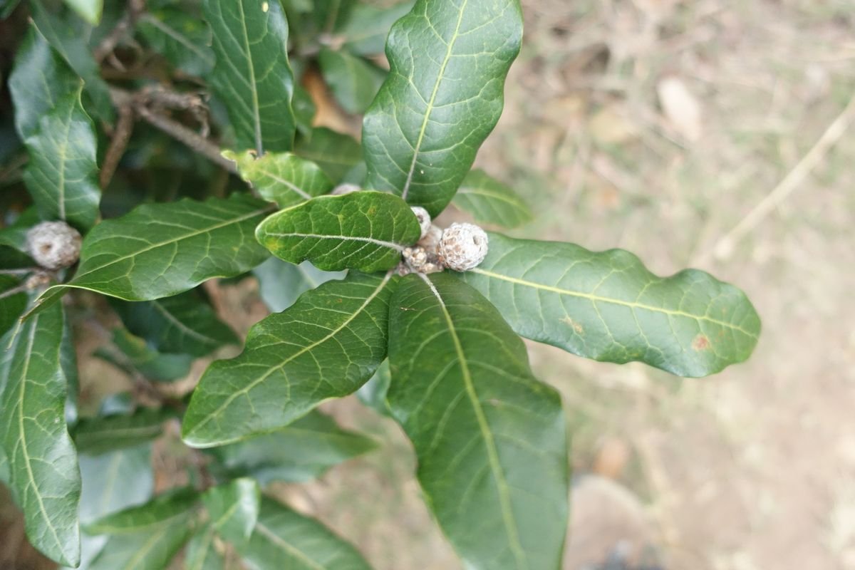 16_Quercus humboldtii