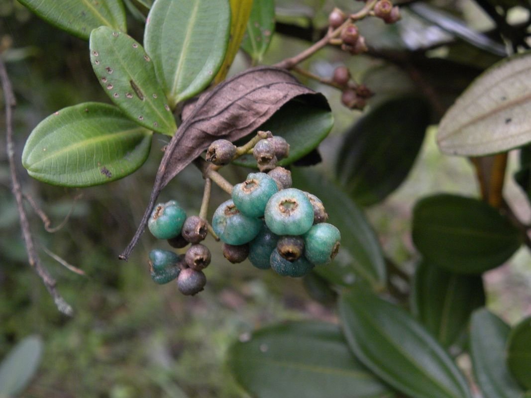 17_Miconia squamulosa