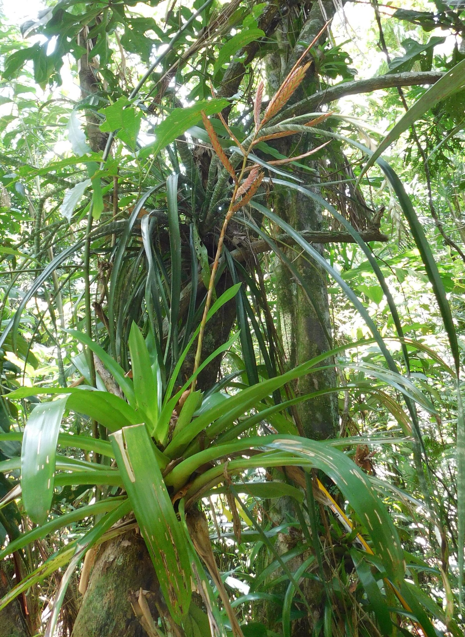 19 (1)_Tillandsia denudata