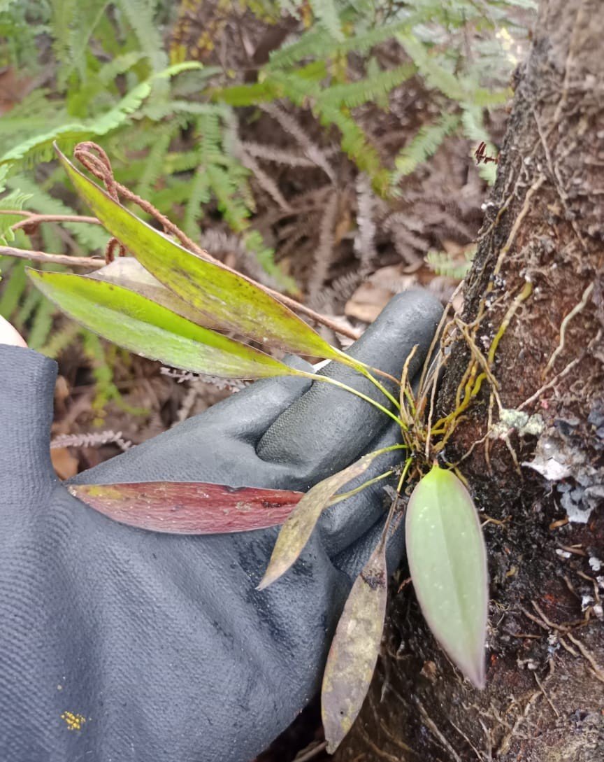 22 (2)_Stelis sp